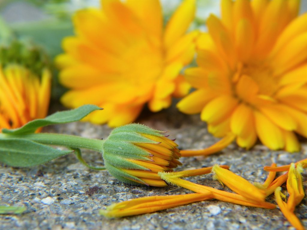 marigold, calendula, blossom-2827292.jpg